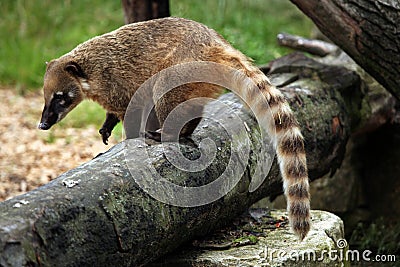 South American coati (Nasua nasua). Stock Photo