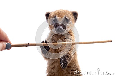 South American coati, Nasua nasua, baby on white Stock Photo