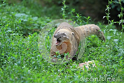 South american coati Stock Photo