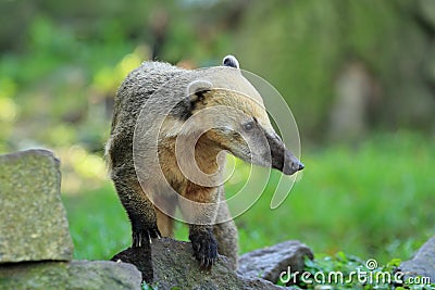 South American coati Stock Photo