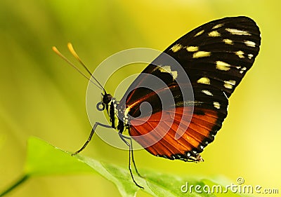 South American Harmonia Tiger Wing Butterfly Stock Photo