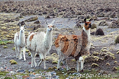 South American Llamas Stock Photo