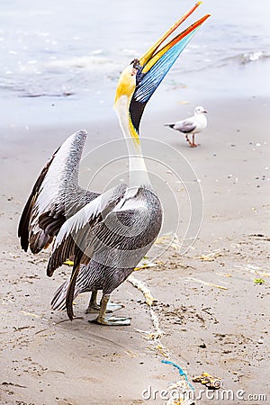 South American Pelican on Ballestas Islands in Peru,Paracas National park. Stock Photo