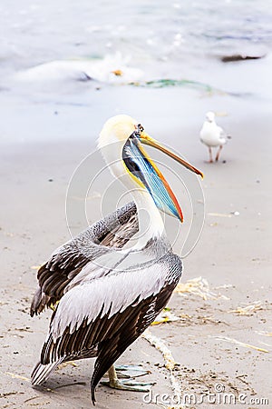 South American Pelican on Ballestas Islands in Peru, Paracas National park. Stock Photo