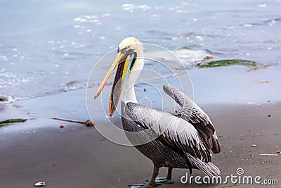 South American Pelican on Ballestas Islands in Peru,Paracas National park. Stock Photo