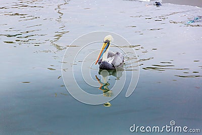 South American Pelican on Ballestas Islands in Peru,Paracas National park,at lake. Stock Photo