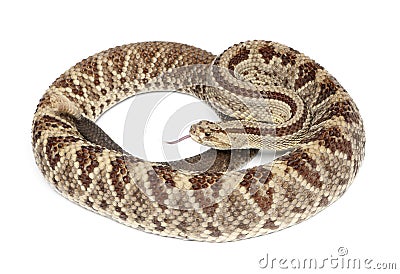 South American rattlesnake - Crotalus durissus, poisonous, whit Stock Photo