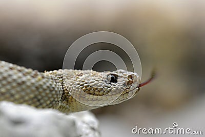South American rattlesnake Crotalus durissus unicolor close up. Stock Photo