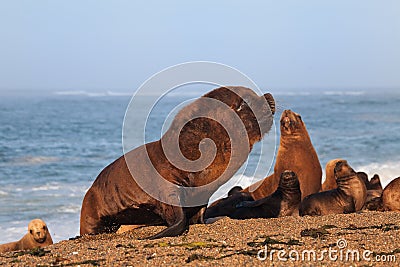 South American sea lion Stock Photo