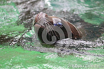 South American sea lion Stock Photo