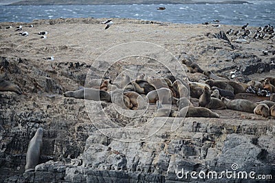 South American sea lion, Stock Photo
