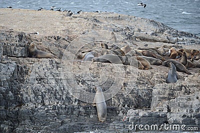 South American sea lion, Stock Photo