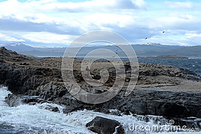 South American sea lion, Stock Photo