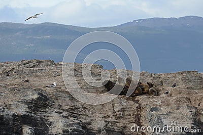 South American sea lion, Stock Photo