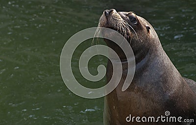 South American Sea lion Stock Photo