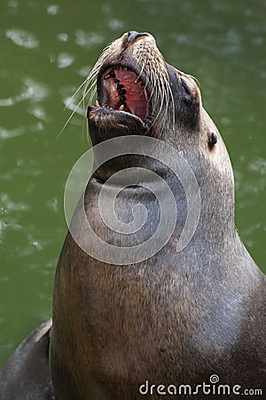 South American Sea lion Stock Photo