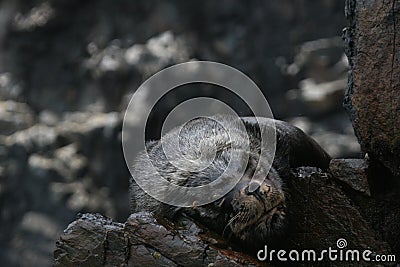 South american sea lions sleeping Stock Photo