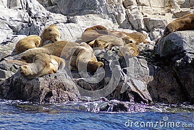 South American sea lion colony near Ushuaia, Argentina Stock Photo