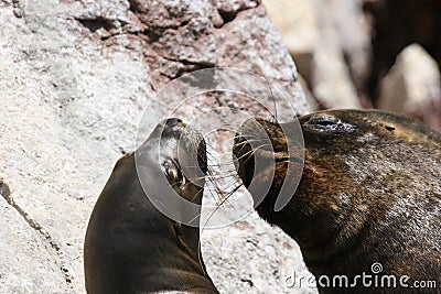 South american sea lions on rock Stock Photo