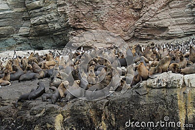 South american sea lion colony Stock Photo