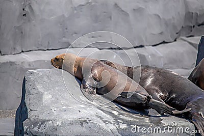 South American Sea Lion Stock Photo