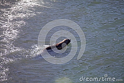 South American sea lion Otaria flavescens on the beach at Punta Loma, Argentina Stock Photo