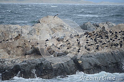 South American sea lion, Otaria flavescens, breeding colony and haulout on small islets just outside Ushuaia. Stock Photo