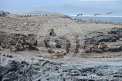 South American sea lion, Otaria flavescens, breeding colony and haulout on small islets just outside Ushuaia. Stock Photo