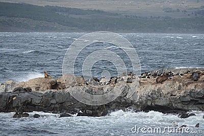 South American sea lion, Otaria flavescens, breeding colony and haulout on small islets just outside Ushuaia. Stock Photo