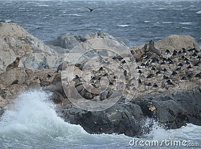 South American sea lion, Otaria flavescens, breeding colony and haulout on small islets just outside Ushuaia. Stock Photo