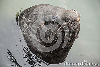 South American Sea Lion Stock Photo