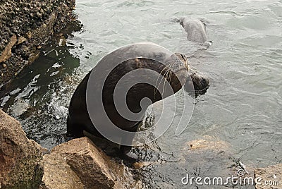 South American Sea Lion Stock Photo