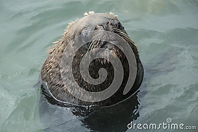 South American Sea Lion Stock Photo