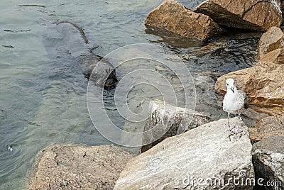 South American Sea Lion Stock Photo