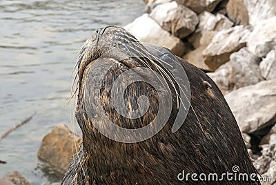 South American Sea Lion Stock Photo