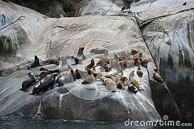 South American sea lion Otaria flavescens colony in Southern Chile Stock Photo