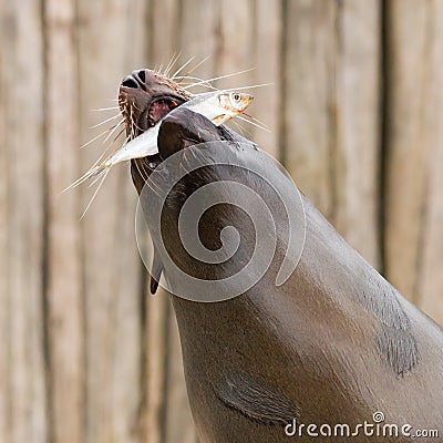 South American Sea Lion (Otaria flavescens) Stock Photo