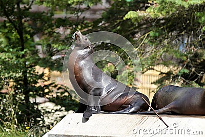 The South American sea lion, Otaria flavescens in the zoo Stock Photo