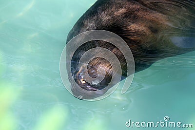 South American sea lion Stock Photo