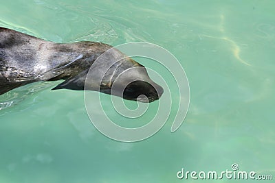 South American sea lion Stock Photo