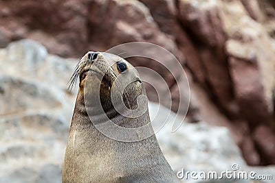 South American Sea lion relaxing on the rocks of the Ballestas Islands in the Paracas National park. Peru. Stock Photo