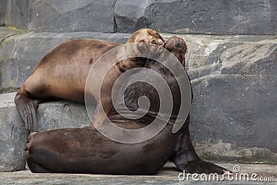 South American sea lion (Otaria flavescens). Stock Photo