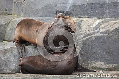 South American sea lion (Otaria flavescens). Stock Photo