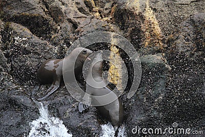 South american sea lions Stock Photo