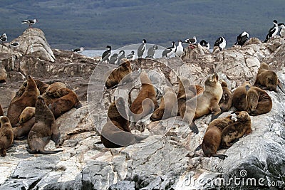 South American sea lions, Tierra del Fuego Stock Photo