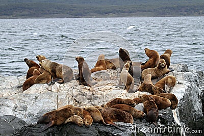 South American sea lions, Tierra del Fuego Stock Photo