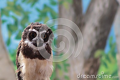 A South American Spectacled owl gazing intently at you hypnotically Stock Photo