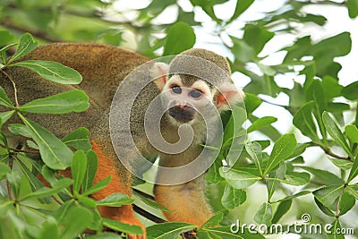 South american squirrel monkey Stock Photo