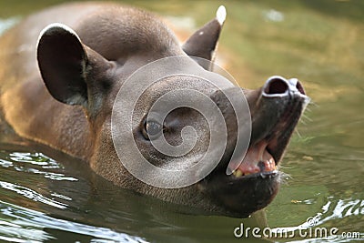 South american tapir Stock Photo