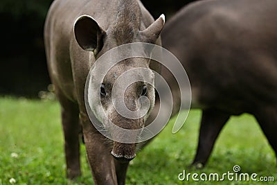 South american tapir in the nature habitat Stock Photo